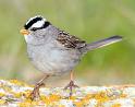 White crowned sparrow